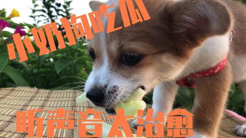 可爱的狗吃瓜视频,欢乐瞬间尽收眼底