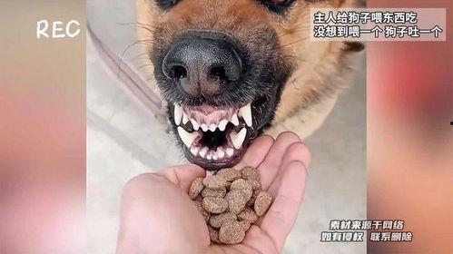 狗子可以吃葫芦瓜嘛视频,狗狗的新鲜美味小零食？