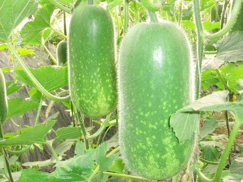 韩城吃瓜真相视频大全集,视频大全集深度解析