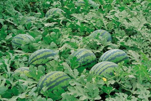 花店吃瓜的视频素材大全,趣味视频素材大全