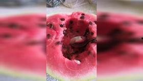 七夕吃瓜视频在线,揭秘网红吃瓜视频背后的甜蜜故事