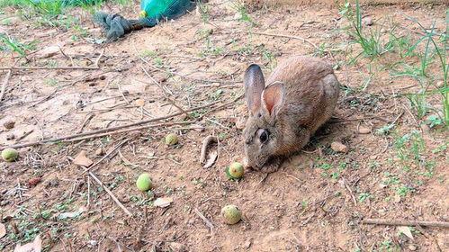 桃树下吃瓜的兔子视频,兔子悠闲品鉴美食时光
