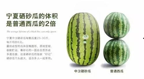 吃硒砂瓜的视频大全,视频大全带你领略舌尖上的沙漠奇迹