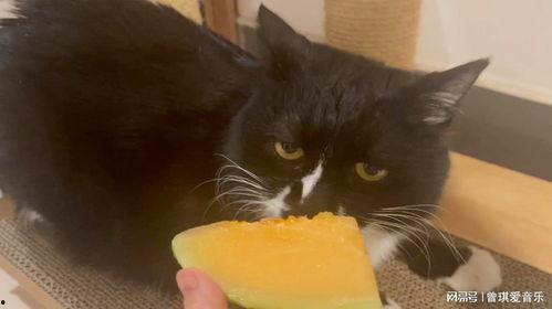 猫小美吃哈密瓜视频在线观看,哈密瓜盛宴在线直播