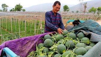 莱州市沙河镇木木吃瓜视频,一场别开生面的乡村夏日盛宴