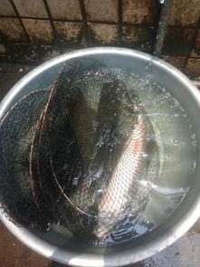 鱼吃瓜视频,揭秘水下美食奇观